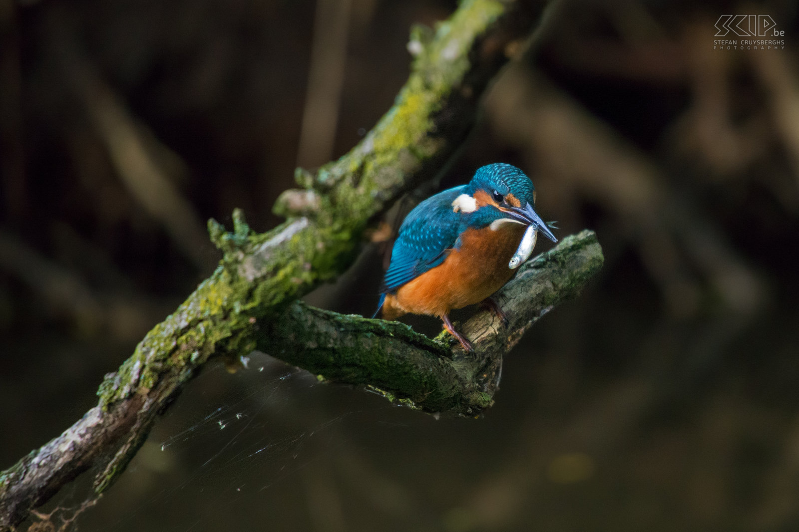 IJsvogels - IJsvogel met visje Eindelijk heb ik in mijn thuisstad Lommel een plekje gevonden in de natuur waar een koppeltje ijsvogels regelmatig visjes komt vangen. De voorbije weken zat ik heel wat uren ’s morgens aan het beekje en ik heb dan ook verschillende goede foto’s van deze wondermooie maar schuwe vogeltjes kunnen maken. De ijsvogel (alcedo atthis) is een viseter met een fel blauw oranje vederkleed van ongeveer 16cm groot. De mannetjes zijn enkel van de vrouwtjes te onderscheiden door hun pikzwarte ondersnavel terwijl deze bij vrouwtjes een donkerrode vlek heeft. Stefan Cruysberghs